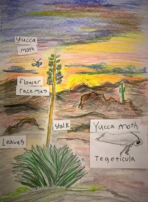 drawing of the narrowleaf yucca in it's environment plus a diagram of its parts