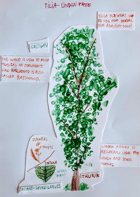 drawing of a linden tree and a diagram of its parts