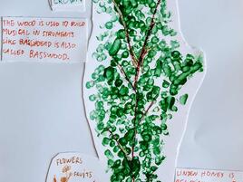 drawing of a linden tree and a diagram of its parts