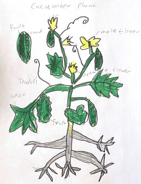 drawing of a cucumber plant and diagram of its parts