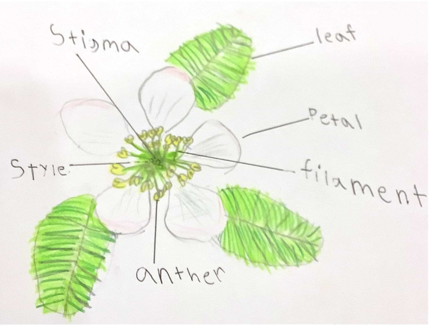Draw a Plant Challenge Winners | AMNH