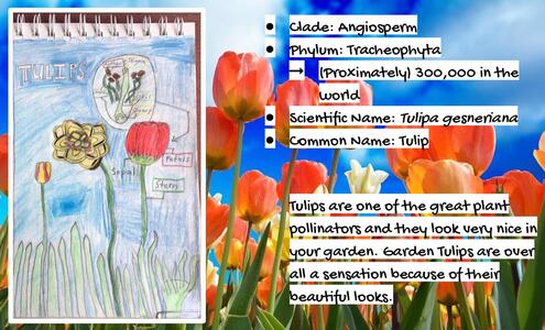drawing of a tulip and a diagram of its parts with extra information