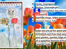 drawing of a tulip and a diagram of its parts with extra information