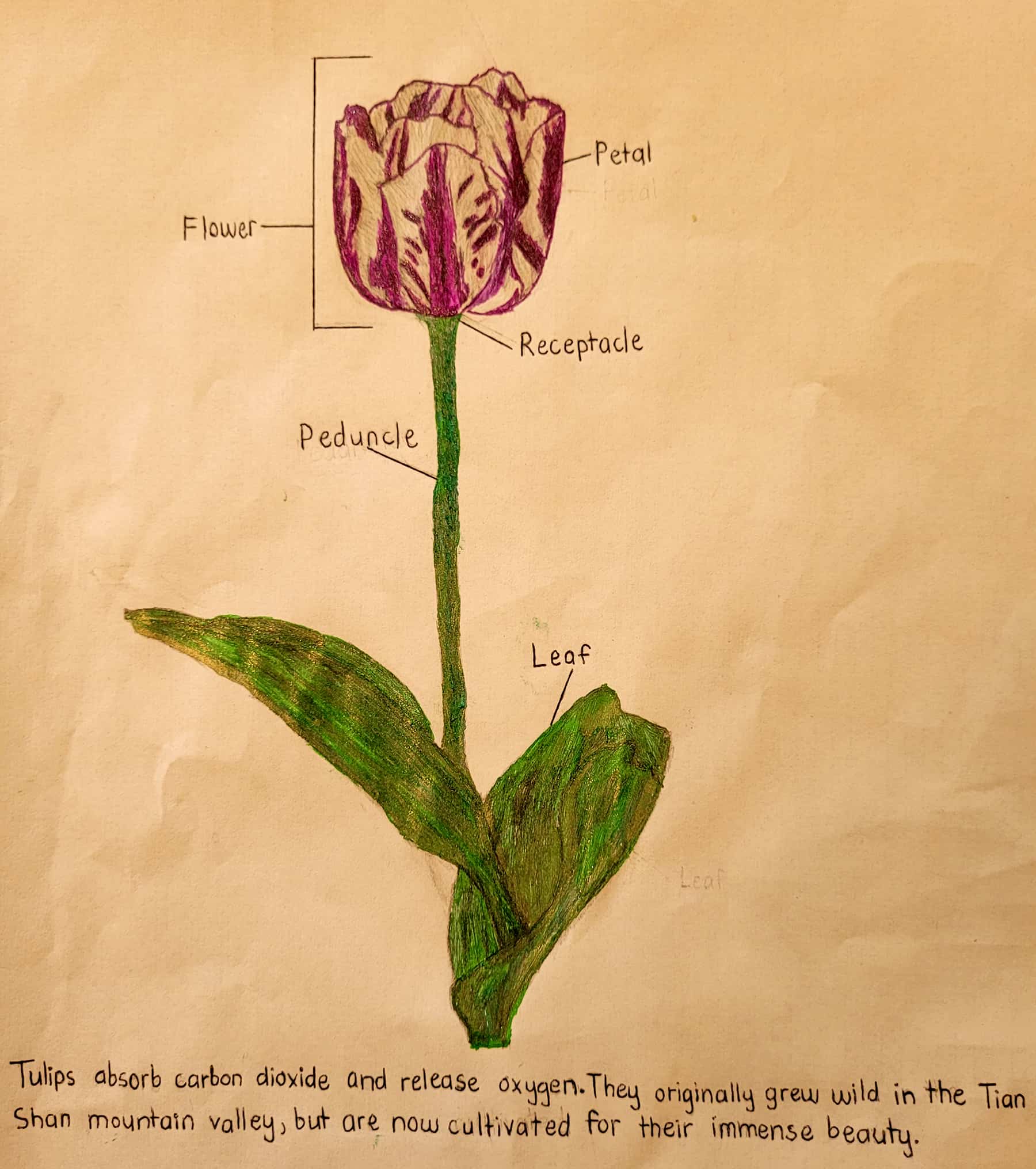 Draw a Plant Challenge Winners | AMNH