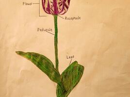 drawing of a tulip and a diagram of its parts