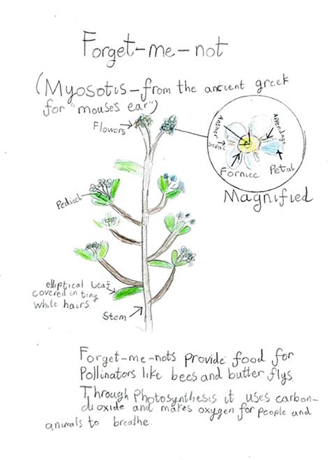 drawing of a forget-me-not plant and a diagram of its parts