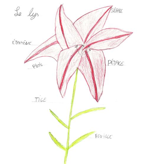 drawing of a lily and a diagram of its parts