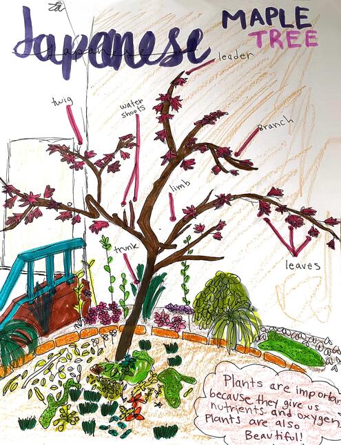 drawing of a Japanese maple tree with diagramming of its parts