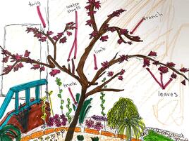 drawing of a Japanese maple tree with diagramming of its parts