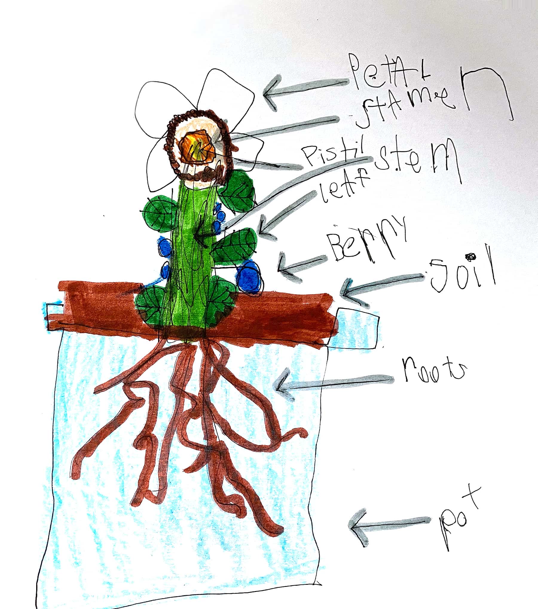 Draw a Plant Challenge Winners | AMNH