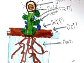 drawing of a plant with all its parts labeled