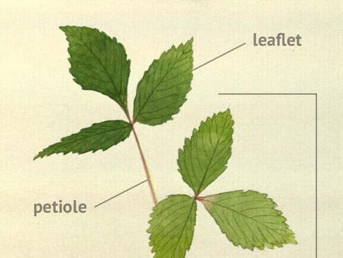 plant illustration with diagramming of parts