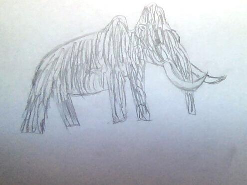 pencil drawing of a woolly mammoth
