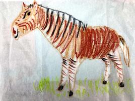 drawing of a quagga, an extinct zebra from South Africa