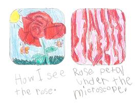 drawing of a red rose on the left and a rose petal magnified under microscope on the right