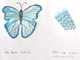 drawing of a blue morpho butterfly on the left and the wing under magnification on the left
