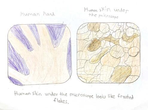 drawing of a human hand on the left and skin under the microscope on the right