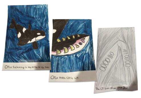 drawing of an orca on the left, a close up of it's jaw in the middle, and a CT scan of the jaw on the right