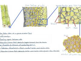 drawing of bamboo and what it looks like under the microscope