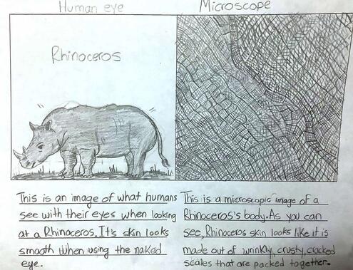 drawing of a rhinoceros on the left and the skin under a microscope on the right