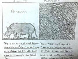 drawing of a rhinoceros on the left and the skin under a microscope on the right