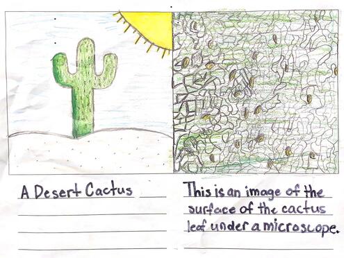 a drawing of a desert cactus on the left and the cactus skin under magnification on the right