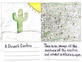 a drawing of a desert cactus on the left and the cactus skin under magnification on the right
