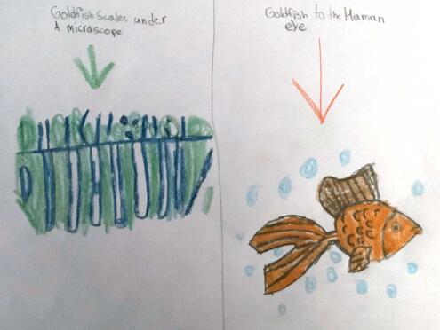 drawing of goldfish scales under the microscope on the left and a goldfish on the right