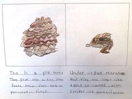 drawing of a pinecone on the left and a pinecone under the microscope on the right