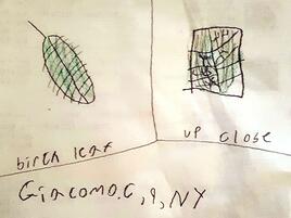 a drawing of a birch leaf on the left and the same leaf under the microscope on the right