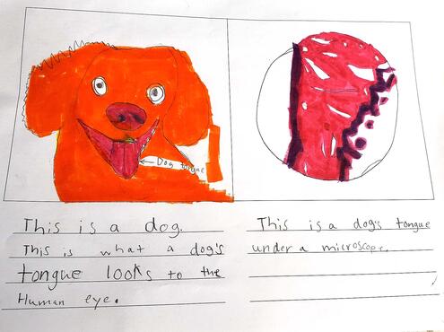 drawing of a dog sticking out it's tongue on the left and a microscopic view of a dog tongue on the right