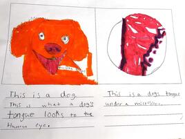 drawing of a dog sticking out it's tongue on the left and a microscopic view of a dog tongue on the right