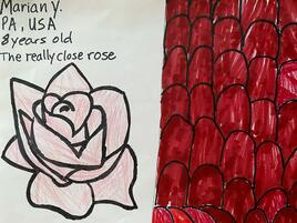 drawing of a rose on the left and a rose under the microscope on the right