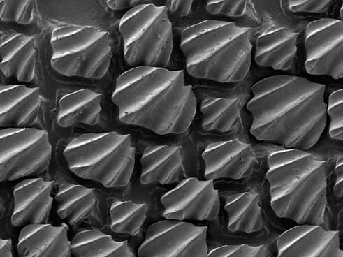 magnified SEM image of bull shark skin