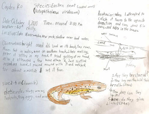 field journal page about a central newt