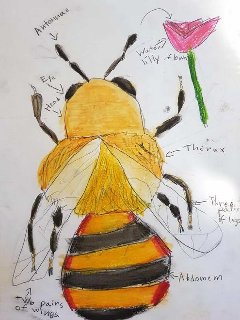 scientific illustration of a bee with labels