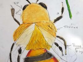 scientific illustration of a bee with labels