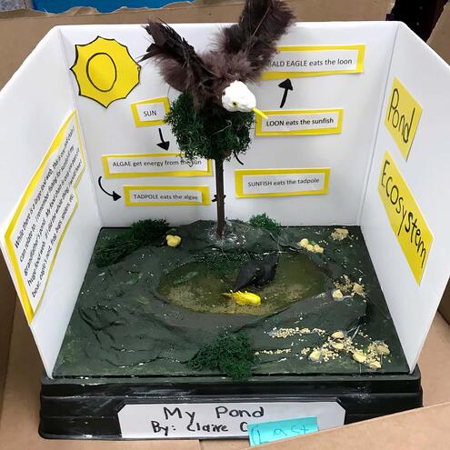 diorama of pond ecosystem