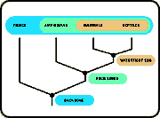 A cladogram showing the relationship between vertebrates and tetrapods and amniotes.