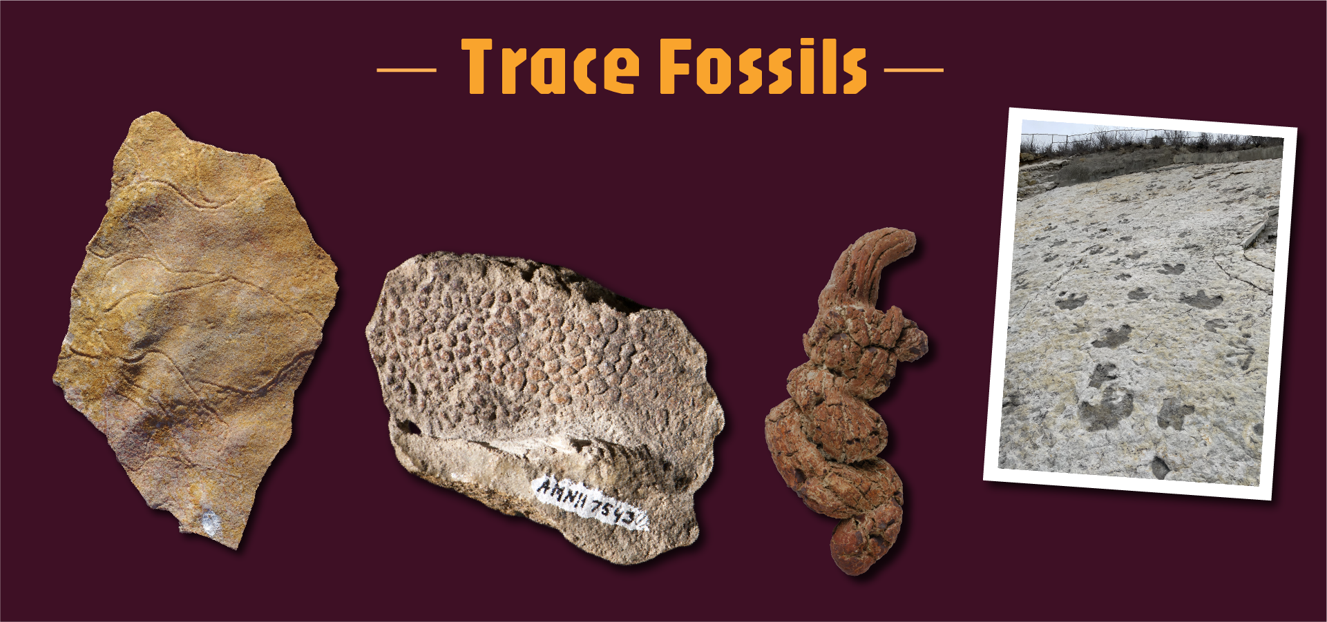 What is Paleontology? | AMNH