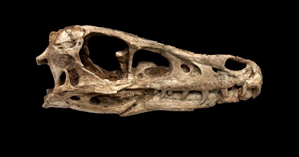 https://www.amnh.org/var/ezflow_site/storage/images/media/amnh/images/explore/ology-images/paleontology/bone-up-on-your-fossils/carousel-hero-bone-up-on-your-fossils/5589799-1-eng-US/carousel-hero-bone-up-on-your-fossils_facebookshare_1200.jpg