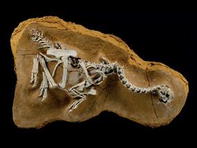 Fossil skeleton of a small dinosaur embedded in sediment.