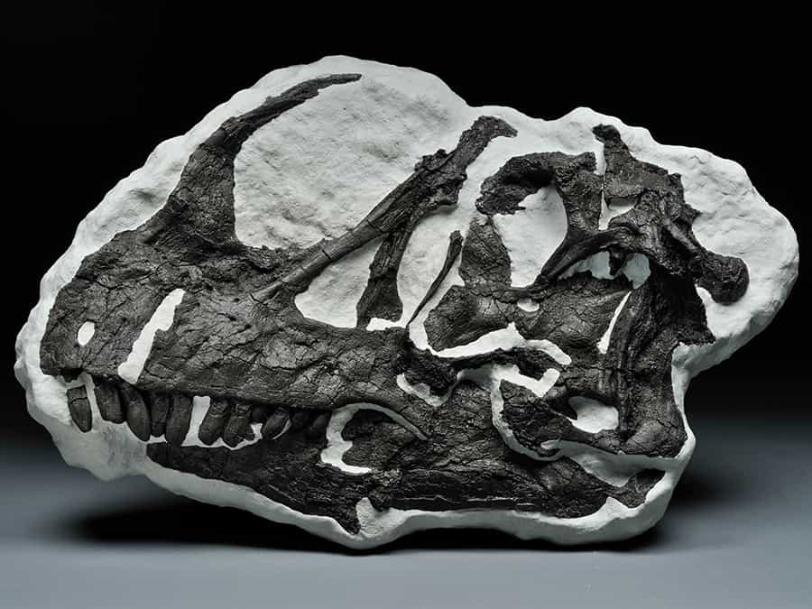 fossil skull