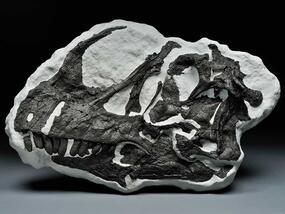 fossil skull