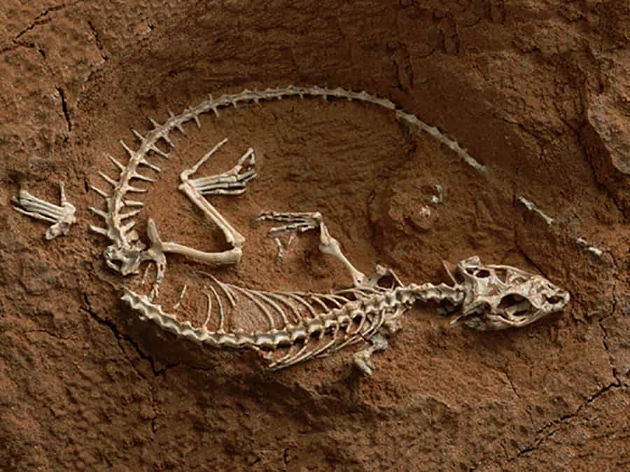 q8_option1_skeleton