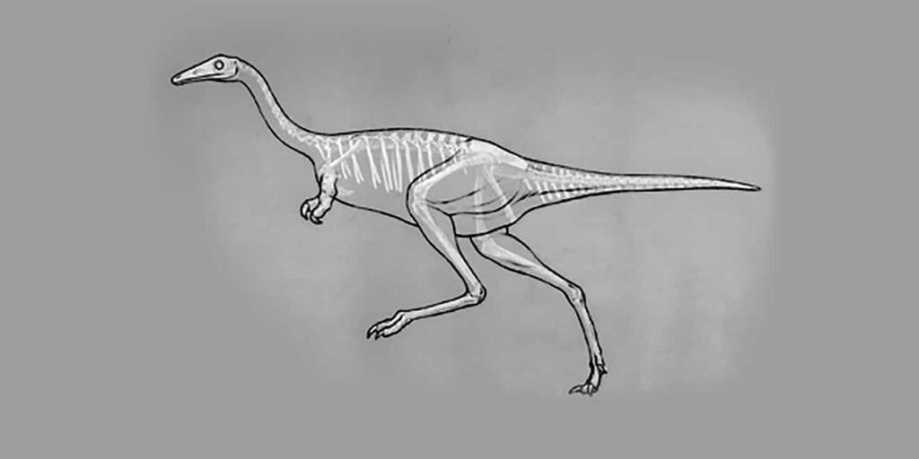 Dinosaur Fossils Drawing
