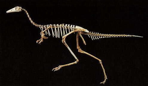 Mononykus skeleton side view