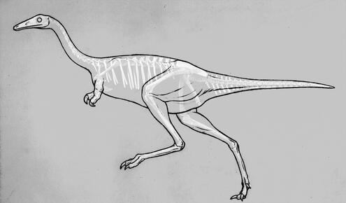 Mononykus skeleton with outline of fleshed out animal on tracing paper ovelay