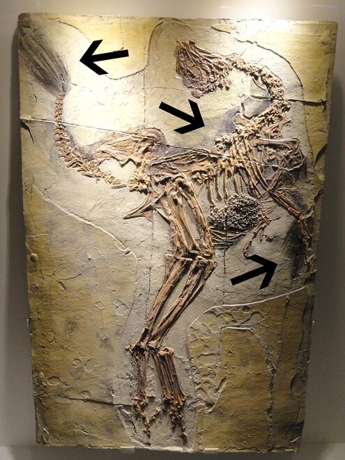 Fossilized remains of Caudipterix, showing dark impressions of feathers around the neck, tail, and wing bone areas. 