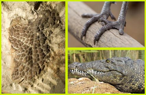 A fossilized impression of T. rex skin, next to the scaly legs of a bird and a crocodile's head.